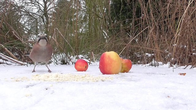 Eichelh&auml;her, Garrulus glandarius, jay, 
fri&szlig;t Apfel