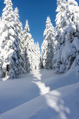 Obraz premium Winter mountains landscape. Trees covered with fresh snow in sunny day in Karkonosze, Giant Mountains, Poland. 