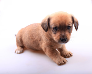 Cute dachshund puppy