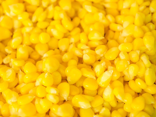Background of boiled sweet corn seed