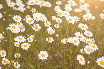 Photo sur Plexiglas Marguerites Field of daisy flowers