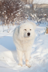 Portrait of Maremma or Abruzzese patrol dog on the snow 