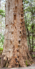 fire lookout tree