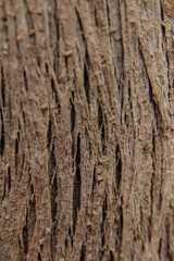 Obraz premium the wood background