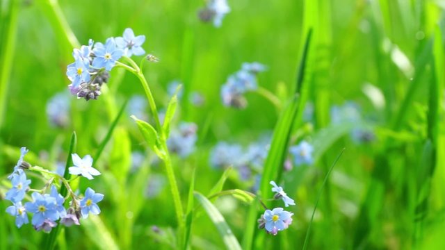 Flower Field in Sunny Day Close up