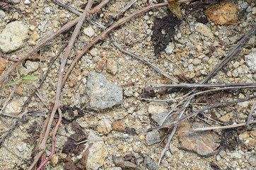 background of sand, stones, grass stems and roots