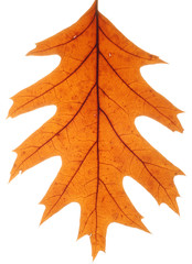 Oak leaf II., white background