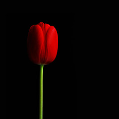 Dark red tulip II., black background
