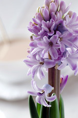 Blooming purple hyacinth closeup on a light background