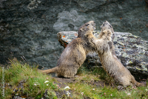 Alpine Marmot, Hohe Tauern National Park, Austria скачать