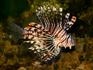 red lionfish