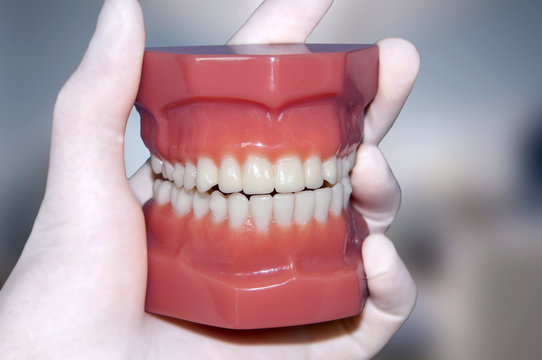 dentist hand show human teeth model