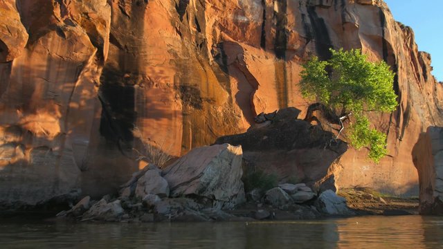 A beautiful tree grows out of a rock on the banks of the Green River in Southeastern Utah.