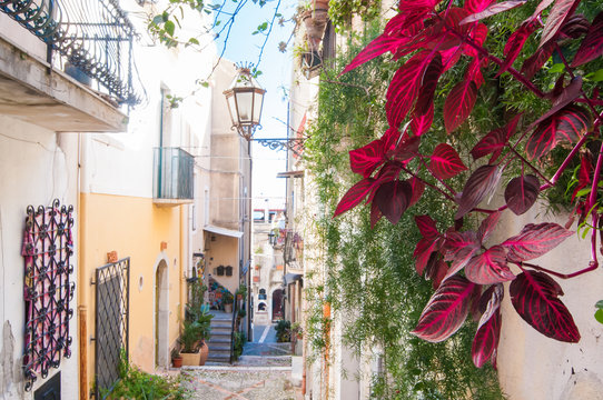 Flowered Iresine plant along a typical narrow alley of Taormina, Eastsicily