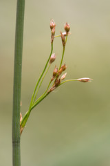 Hard rush (Juncus inflexus) in seed. A common rush with ripe seeds growing on farmland in Somerset, UK
