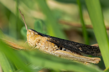 Heath grasshopper (Chorthippus vagans) with dark wings. A rare grasshopper associated with heathland showing contrasting dark and light markings
