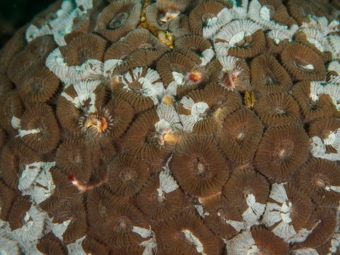 Brown brain coral