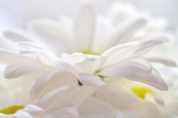 Obraz na płótnie Canvas beautiful white daisy flower