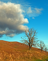 Trees in drought conditions under cumulous clouds in winter in Central California