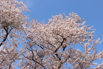 満開の桜