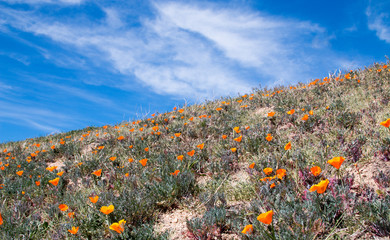California Golden Poppies during spring in the southern California's high desert between Lancaster, Palmdale, and Quartz Hill