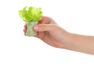 Hand holding asian traditional spring rolls on white background
