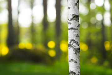  trunk of birch tree in beautiful evening light