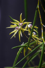 Dockrillia orchid