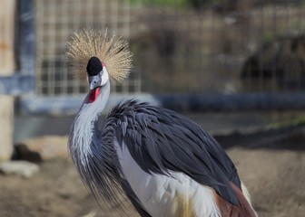 Fototapeta premium Grey Crowned Crane (Balearica regulorum)