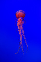 Jellyfish against deep blue background