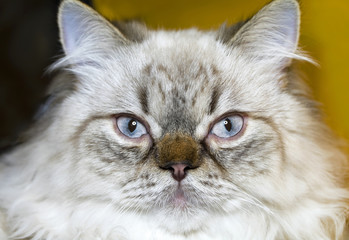 Cat breed  Persian  an extreme close up