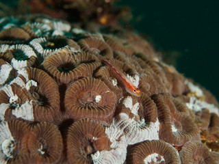 Red Gobi fish on a tropical brain Coral