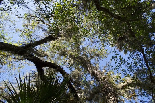 Spanish moss dangling from tree branches with blue sky background