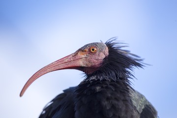 Northern Bald Ibis (Geronticus eremita)