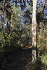 Florida Hiking Trail in Ocala National Forest