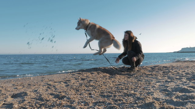 Young girl training siberian husky dog on sea coast, 4k