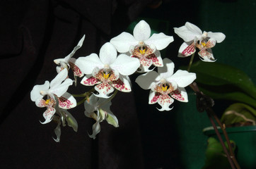 phaleonopsis orchids
