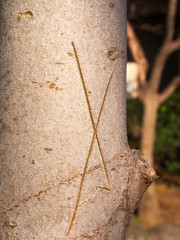 injured bark