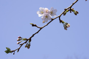 桜