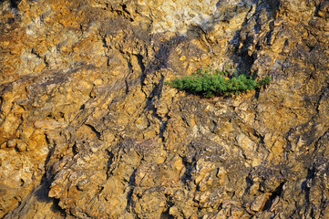 Small tree on rock stone power of nature Survive