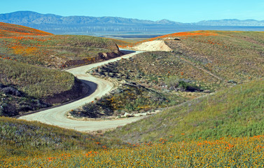 California Golden Poppies along a remote dirt road in the high desert hills of Antelope Valley of southern California USA between Palmdale, Lancaster, and Quartz Hill