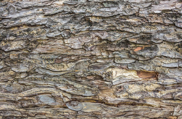 Rough wooden background