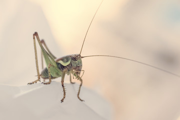 Grasshopper on polyethylene