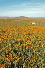 Fototapeta premium California Golden Poppies during spring in the southern California's high desert between Lancaster, Palmdale, and Quartz Hill
