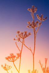 Grass in the snow against the sky
