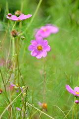 Cosmos flower
