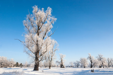 Snowy forest with different trees against the sky