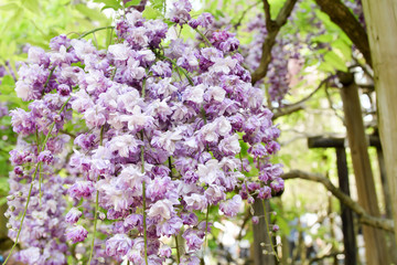 Obraz premium Double flower of wisteria