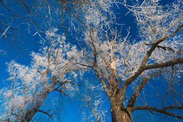 Obraz premium Trees covered with hoarfrost against the sky