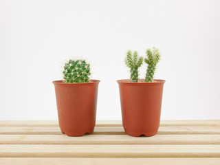Fototapeta na wymiar The little green cactus in small plant pot on wooden tray for home decoration.